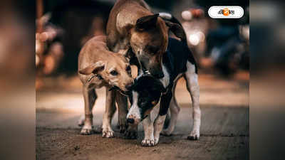 Street Dog Attack : পথকুকুরের আতঙ্ক রাজধানীতে! গত দুই মাসে মৃত ২, জখম একাধিক