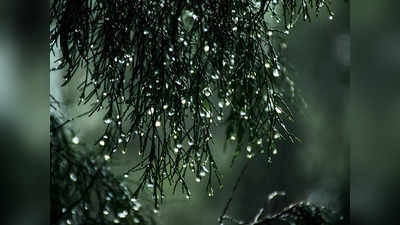 Kerala Rain:ഇന്നും ശക്തമായ മഴ, ആറ് ജില്ലകളിൽ യെല്ലോ അലേർട്ട്, കടൽ പ്രക്ഷുബ്ദമാകും