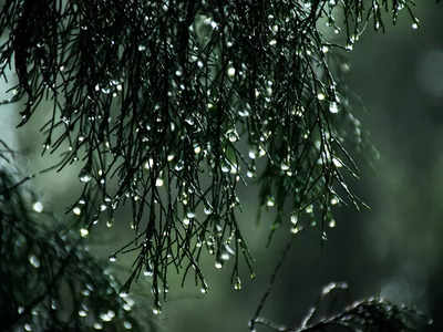 Kerala Rain:ഇന്നും ശക്തമായ മഴ, ആറ് ജില്ലകളിൽ യെല്ലോ അലേർട്ട്, കടൽ പ്രക്ഷുബ്ദമാകും