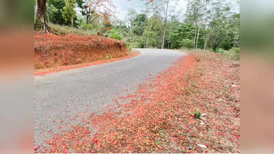 ഇലകള്‍ പോലും കാണാനാവില്ല; യാത്രികര്‍ക്ക് കാഴ്ചയൊരുക്കി തിരുനെല്ലി പാതയിലെ ഗുല്‍മോഹര്‍