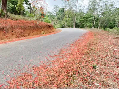 ഇലകള്‍ പോലും കാണാനാവില്ല; യാത്രികര്‍ക്ക് കാഴ്ചയൊരുക്കി തിരുനെല്ലി പാതയിലെ ഗുല്‍മോഹര്‍