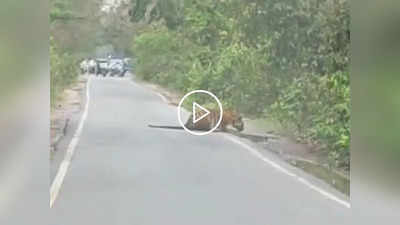 Tiger Viral Video: सड़क किनारे शांति से बैठकर अपनी प्यास बुझा रहा था बाघ, अद्भुत नजारा देख ठहर गए पर्यटक