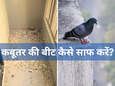 कबूतरों ने बालकनी में मचा रखी है गंद, इन उपायों से बिना मेहनत एक झटके में साफ करें फैले बीट और पंख