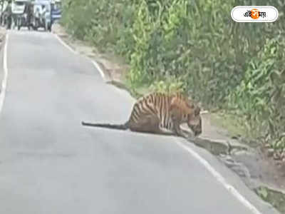 Katarniaghat Wildlife Sanctuary : রোড স্টপার! জাতীয় সড়কের ধারে জলপানে ব্যস্ত বাঘ, ভিডিয়ো ভাইরাল সোশাল মিডিয়ায়