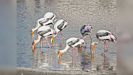 Ankasamudra Bird Sanctuary: ನೈಸರ್ಗಿಕ ಗುಣ ಕಳೆದುಕೊಳ್ಳುತ್ತಿದೆ ಕೆರೆ: ಅಂಕಸಮುದ್ರ ಪಕ್ಷಿಧಾಮದ ಹಕ್ಕಿಗಳಿಗೆ ಸಂಚಕಾರ