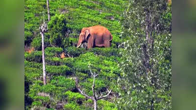 അരിക്കൊമ്പൻ എത്തിയ വണ്ണാത്തിപ്പാറയ്ക്കു സമീപം ജനവാസമേഖല; ആനയെത്തിയാൽ ഓടിക്കാൻ തമിഴ്നാട് വനം വകുപ്പ്