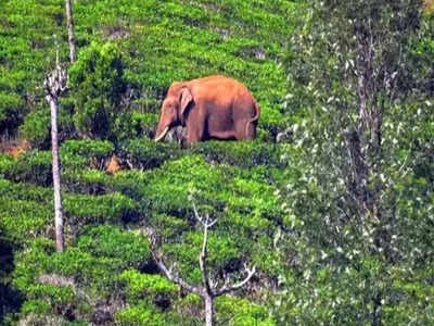 അരിക്കൊമ്പൻ എത്തിയ വണ്ണാത്തിപ്പാറയ്ക്കു സമീപം ജനവാസമേഖല; ആനയെത്തിയാൽ ഓടിക്കാൻ തമിഴ്നാട് വനം വകുപ്പ്