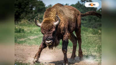 Bison Attack : বাইসনের হানায় জখন ৫ গ্রামবাসী