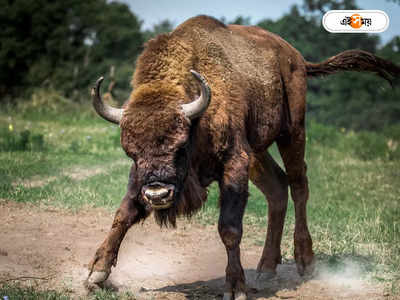 Bison Attack : বাইসনের হানায় জখন ৫ গ্রামবাসী