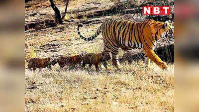 Tiger News: नौरादेही अभयारण्य में चार शावकों का हुआ जन्म, पांच साल में बाघों की संख्या दो  से 16 हुई