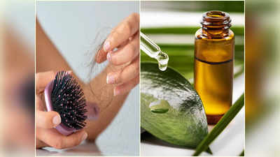 Tea Tree Oil For Hair: প্রতিবার চিরুনিতে উঠে আসে চুল? এই তেল মাত্র ৫ ফোঁটা স্ক্যাল্পে মালিশ করেই দেখুন