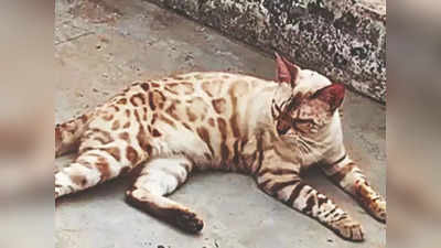 Bengal Cat: दिल्ली-हैदराबाद प्रवासात मांजर बेपत्ता, ट्रान्सपोर्ट कंपनीला भरावे लागणार १.६ लाख; प्रकरण काय?