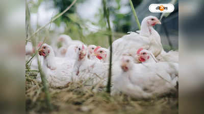 Poultry Farm : মুরগির জন্য ভেঙে যাচ্ছে বিয়ে! এই গ্রামের তরুণ-তরুণীরা থেকে যাচ্ছেন আইবুড়ো