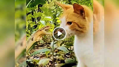 Snake Cat Fight Video: सांप ने पूरी फुर्ती से किया जानलेवा हमला, पर बिल्ली ने एक थप्पड़ में उसे धूल चटा दी!