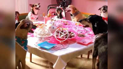 Birthday Party Of Dogs: कुत्तों के लिए रखी गई थीम बर्थडे पार्टी, ड्रेस से लेकर केक तक इतना खास रहा इंतजाम
