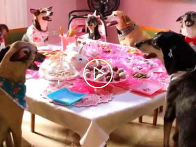 Birthday Party Of Dogs: कुत्तों के लिए रखी गई थीम बर्थडे पार्टी, ड्रेस से लेकर केक तक इतना खास रहा इंतजाम