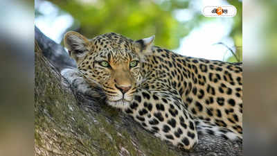 Leopard Attack : গাছের মগডালে বসে ওটা কী! ভরদুপুরে আতঙ্কে কাঠ গ্রামবাসীরা