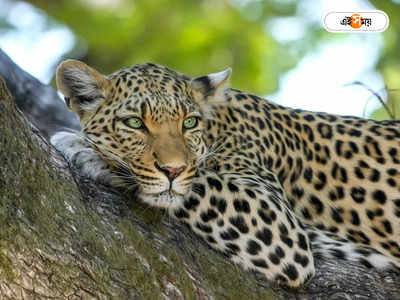 Leopard Attack : গাছের মগডালে বসে ওটা কী! ভরদুপুরে আতঙ্কে কাঠ গ্রামবাসীরা