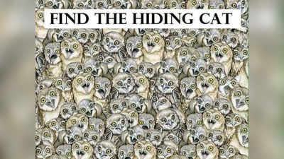 Optical Illusion Images: इन उल्लुओं के बीच छिपी है एक बिल्ली, 99% लोग ढूंढने में फेल हो गए