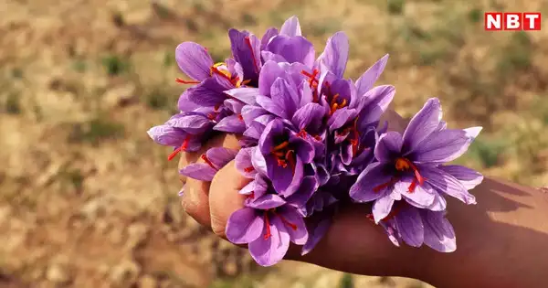केसर की खेती कैसे होती है? दुनिया का सबसे महंगा मसाला - kesar ki kheti ...