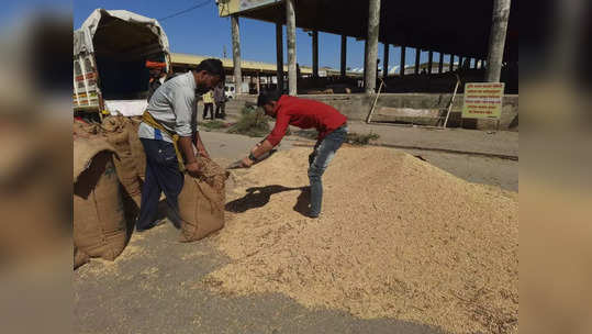 Soybean Rate:अखेर शेतकऱ्यांच्या पिवळ्या सोन्याला झळाळी, सोयाबीन दरासंदर्भात गुड न्यूज, जाणून घ्या नवी अपडेट