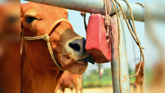 तरुणांसाठी गुड न्यूज! बेरोजगार तरुणांना २ मोफत जर्सी गायी मिळणार, फक्त 'या' जिल्ह्यात संधी