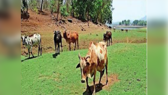 तहसीलदारांच्या नोटिसांमुळे उत्तनवासी भयभीत; गायरान जमीनप्रकरणी म्हणणे मांडण्याचे निर्देश