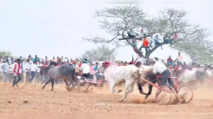 बैलगाडा शर्यतीला परवानगी