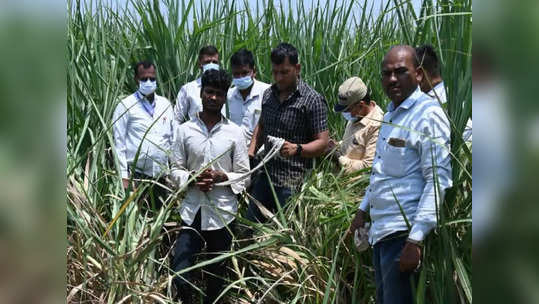 महिला घरातून गायब, पोलिसांनी पतीला ताब्यात घेतलं; उसाच्या शेतात जाताच धक्कादायक प्रकार उघड