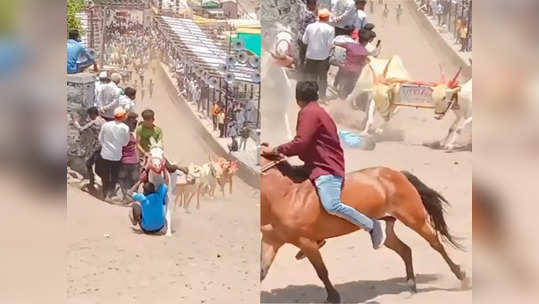 बैलगाडा शर्यतीत मुलगा आला आडवा; घोडीनं उडवलं, पण बैलानं वाचवलं; पुण्यातला थरारक VIDEO