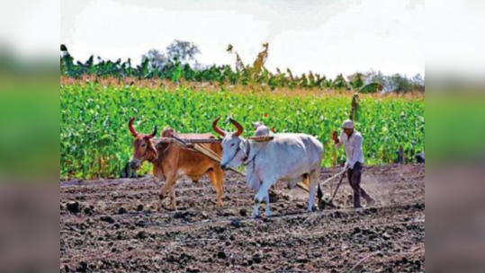 खरीप हंगामात शेतकऱ्यांना दीड हजार कोटींचे पीक कर्जाचे उद्दिष्ट; मात्र कर्ज पुरवठा प्रमाण कमीच