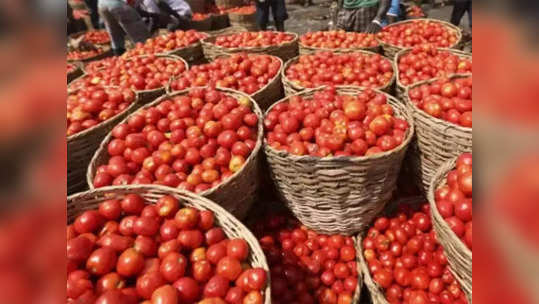 Tomato Prices: आवक घटल्याने टोमॅटोच्या दरात वाढ; किलोला मोजावे लागताय इतके रुपये