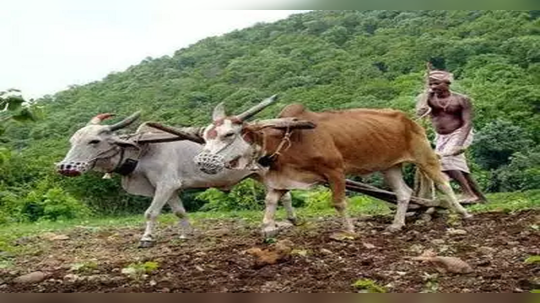 शेतकऱ्यांची चिंता वाढली! खरिपात खते, कापसाच्या बियाण्यांचे दर महागले, मोजावे लागताय इतके रुपये