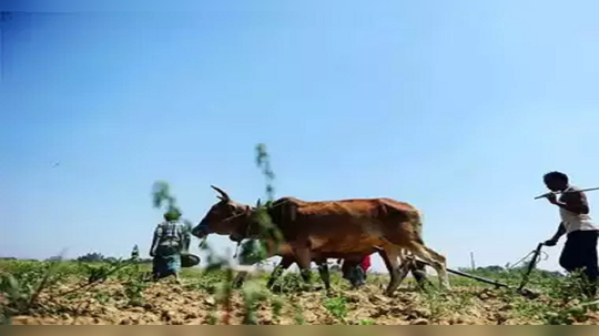 पावसानं बिघडलं पेरण्याचं गणित! देशात प्रमुख धान्याच्या ७ टक्केच पेरण्या, डाळींची तूट सर्वाधिक