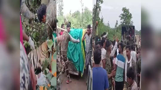 Bhandara News: शेळ्या मालकाविनाच घरी परतल्या, शोध घेताना रक्ताचा सडा दिसला, नरभक्षक वाघाला पकडण्यात यश