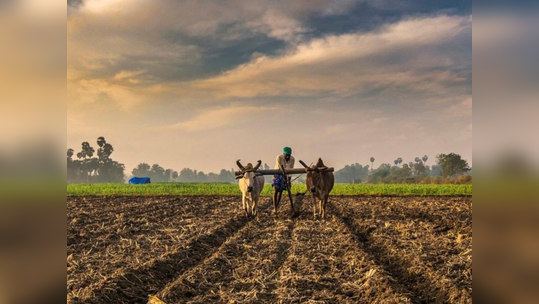 पीक वाचविण्यासाठी शेतकऱ्यानं केलं ते जिवावर बेतलं, दोन जणांचा जागीच मृत्यू, काय घडलं?