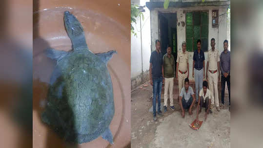 गुप्तधनाच्या आशेने दुर्मीळ कासव घरी आणलं, पैशांच्या पावसाऐवजी तुरुंगाची हवा