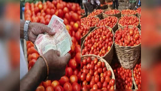 Tomato Price Hike Reason: एक किलो टॉमेटो १६० रुपयांना! टॉमेटोचा भाव इतका कसा वाढला?