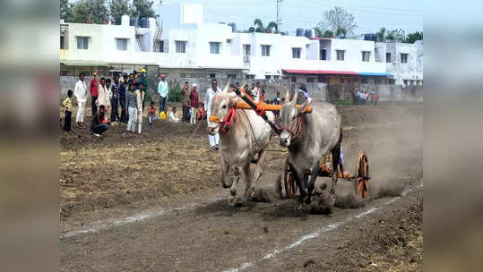 बैलगाडा शर्यतींना परवानगीचा फेरविचार? 'पेटा'ची सर्वोच्च न्यायालयात याचिका दाखल