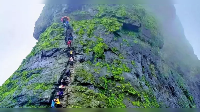  वनविभागाची लक्ष्मरेषा पार केली तर खैर नाही