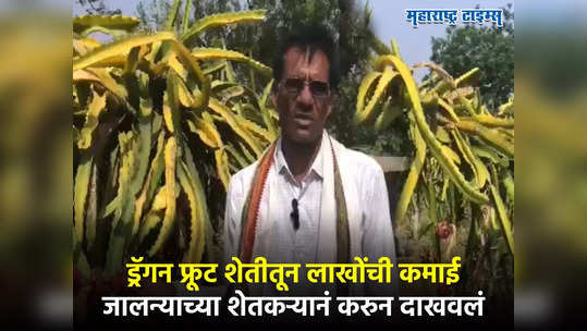 Dragon Fruit Farming :जालन्याच्या शेतकऱ्यानं करुन दाखवलं, नवी वाट स्वीकारली, ड्रॅगन फ्रूटमधून लाखोंची कमाई