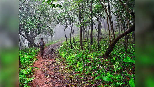 २४ वर्षीय तरुणाशी ३६ वर्षीय विवाहितेचे अनैतिक संबंध, पतीची हत्या, नवी मुंबईतील जंगलात पुरलं