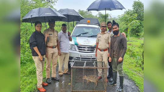 माणगावात मूषक हरीण आढळलं, संपूर्ण रायगडमध्ये एकच चर्चा, वैशिष्ट्ये काय?