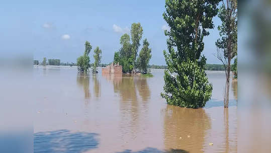 पुराच्या पाण्यातून भारतातून थेट पाकिस्तानात पोहोचला, ऐकता-बोलता येईना, एका टॅटूने ओळख पटली