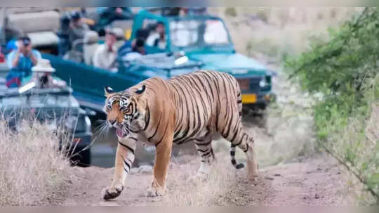 साडेपाच वर्षांत भारतात ६६३ वाघांचा मृत्यू, २०२३ची आकडेवारीही चिंताजनक, काय आहे कारण?