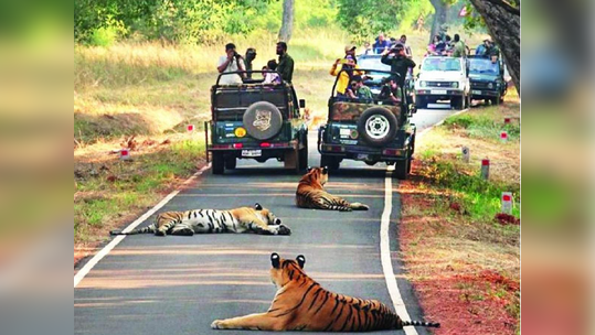 विदर्भच महाराष्ट्राचा 'वाघ'; केंद्रसरकारकडून व्याघ्रगणनेचा अहवाल जाहीर, काय सांगते आकडेवारी?