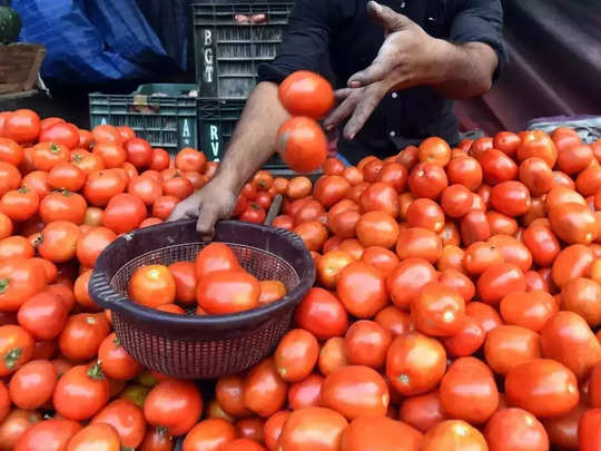 tomato may reach 300 rupees per kilo