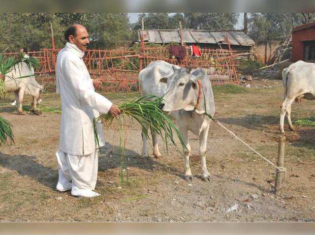 कई रोगों को दूर करता है ‘पंचगव्य’