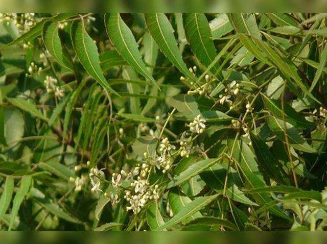 गुढीपाडवा और उगादी : नव वर्ष की शुरुआत