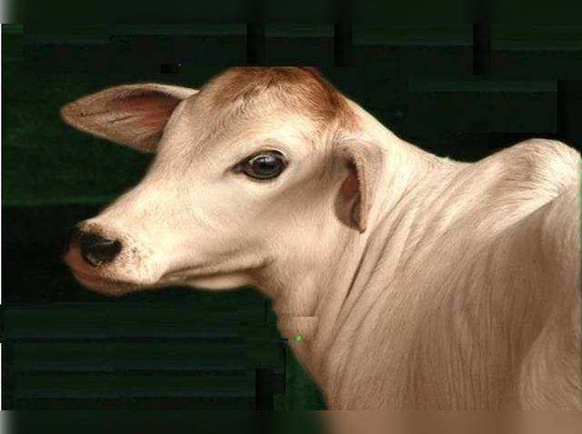 एक अकेली गाय का आर्तनाद सौ योजन भूमि को शमशान बना देता है